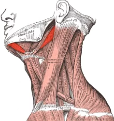 musculos del cuello y posicion de la columna e1718262660728